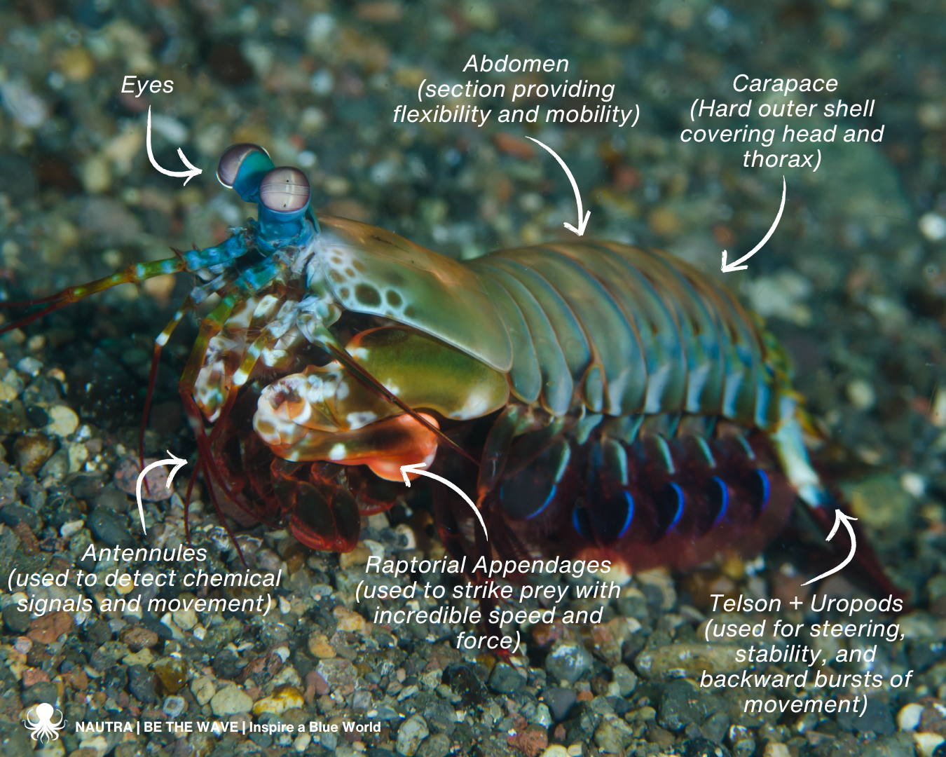 Anatomy_Peacock_Mantis_Shrimp