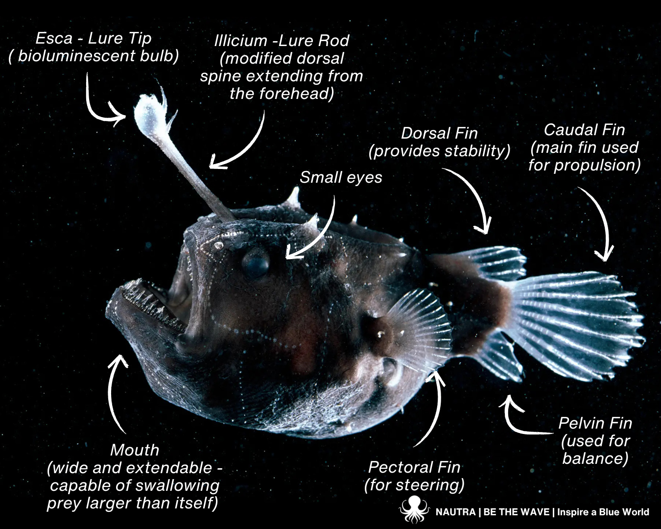 Anatomy_anglerfish_Lophiiformes