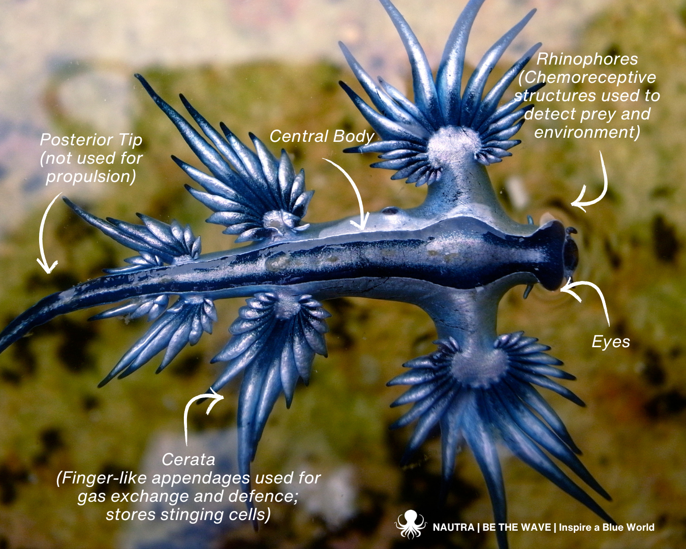 Anatomy_blue_dragon_Glaucus_atlanticus