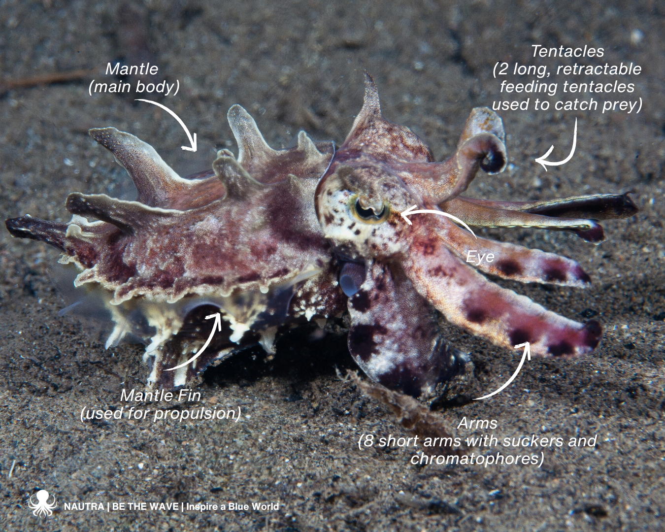 Anatomy_flamboyant_cuttlefish_Metasepia_pfefferi
