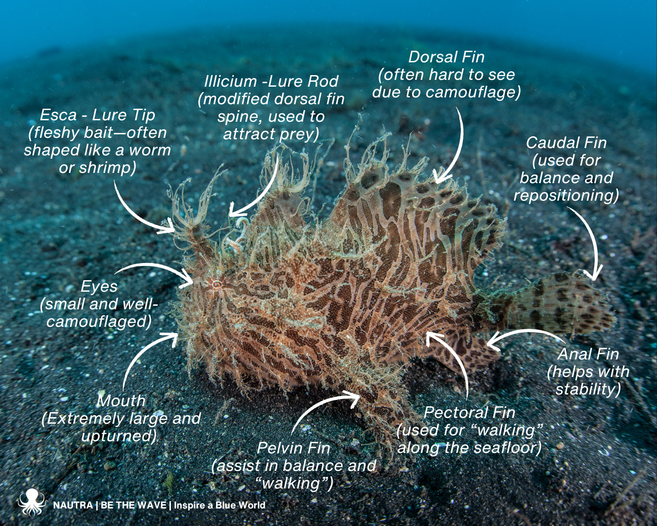 Anatomy_frogfish_Antennariidae