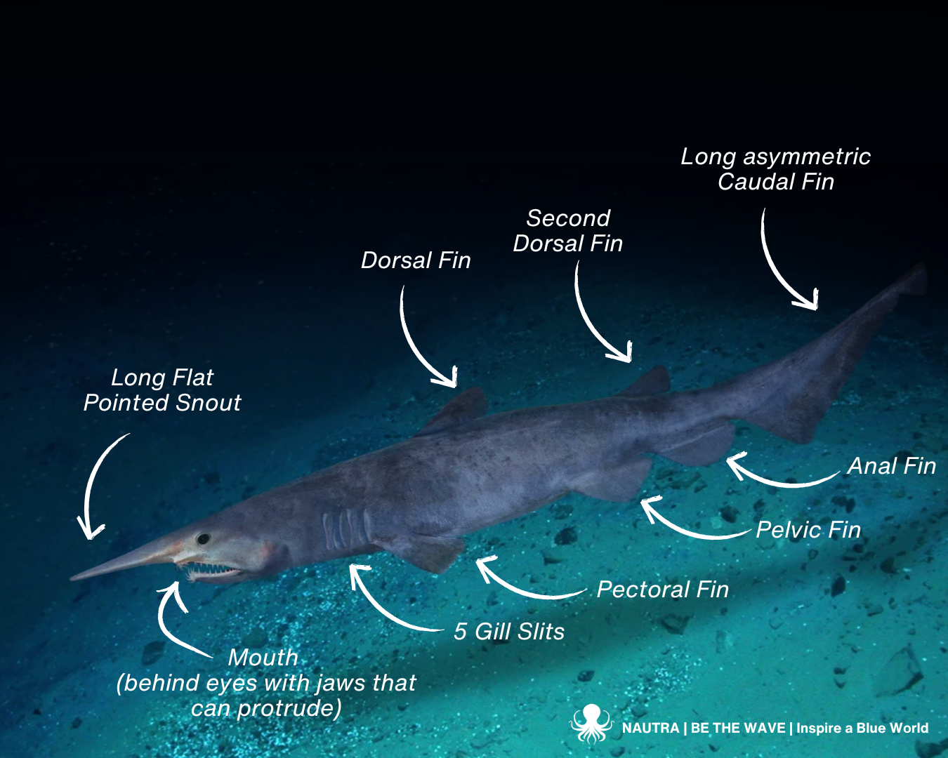 Anatomy_goblin_shark_Mitsukurina_owstoni