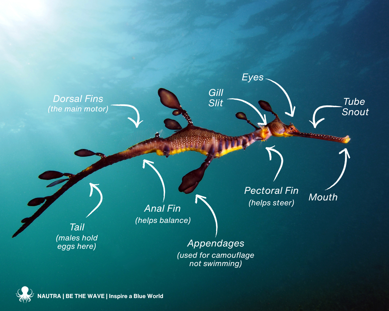 Anatomy_leafy_seadragon