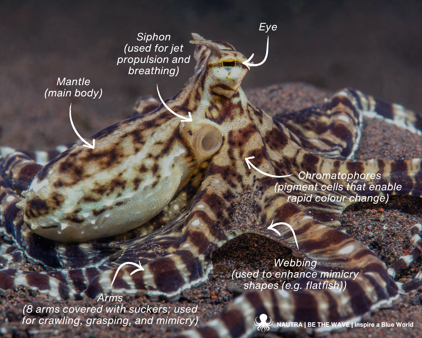 Anatomy_mimic_octopus_Thaumoctopus_mimicus