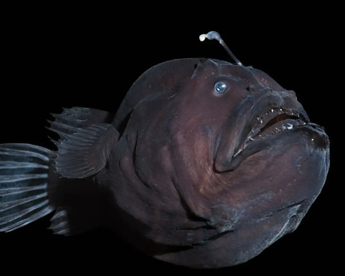 Anglerfish