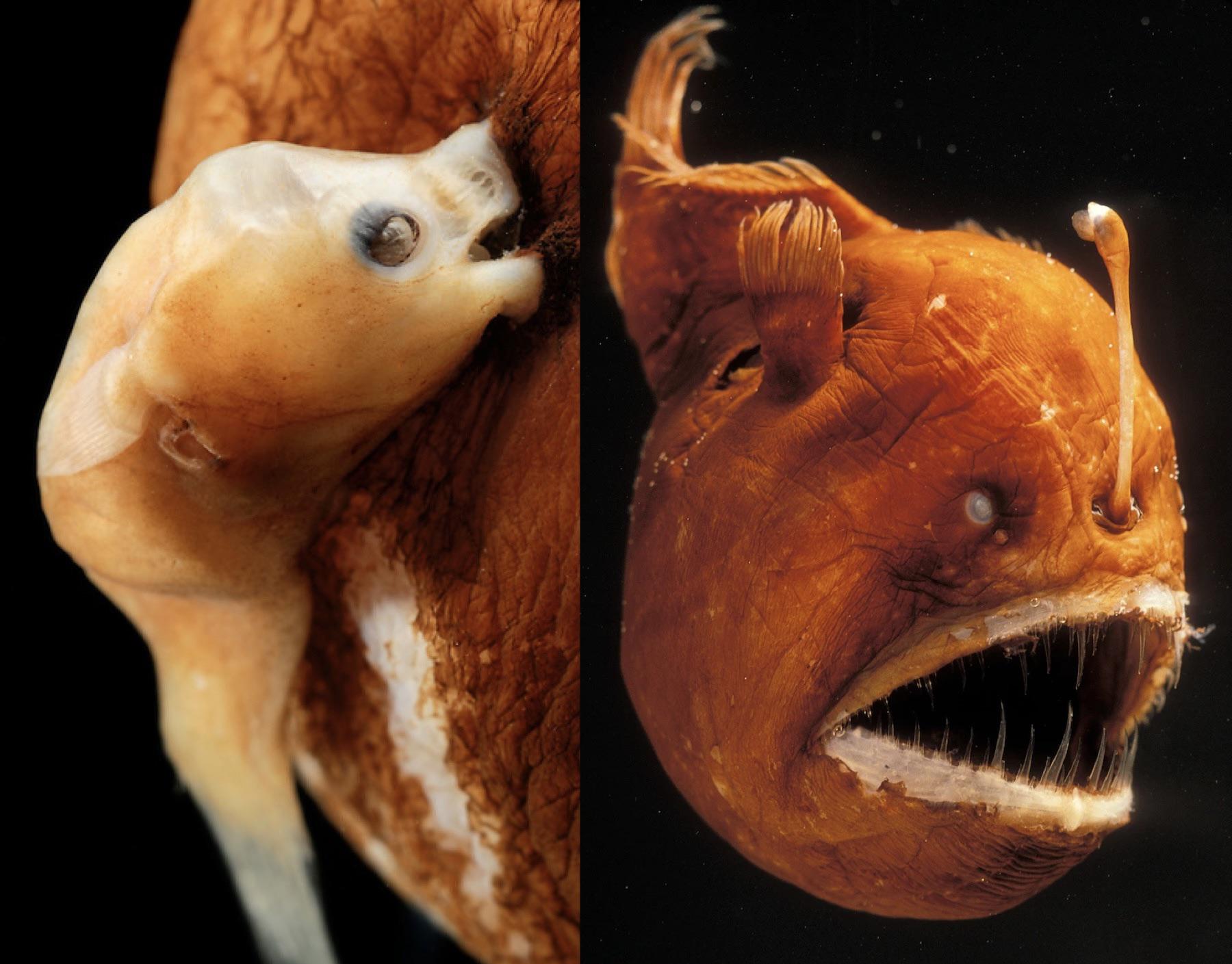 Anglerfish_mating male and female
