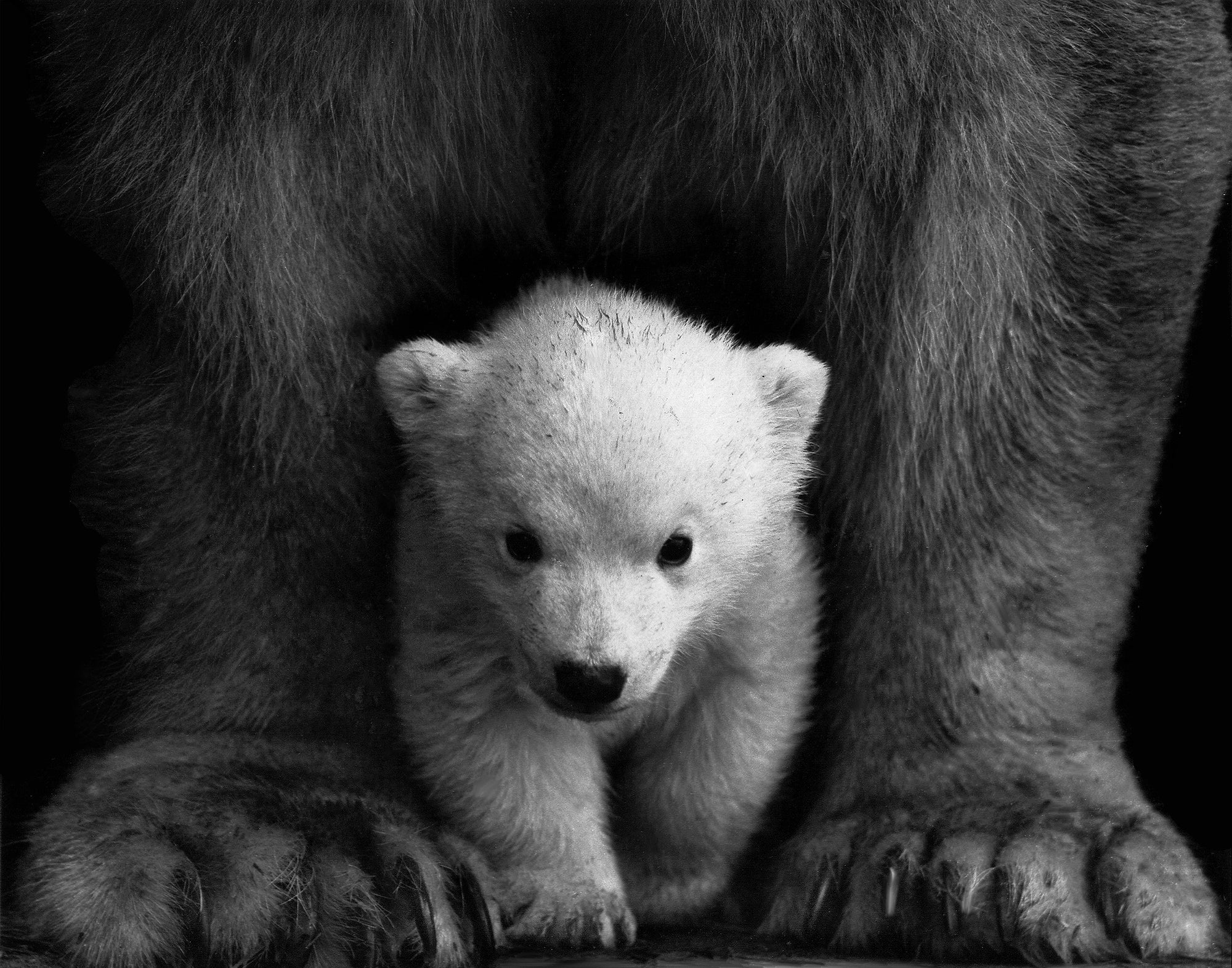 Baby_polar_bear