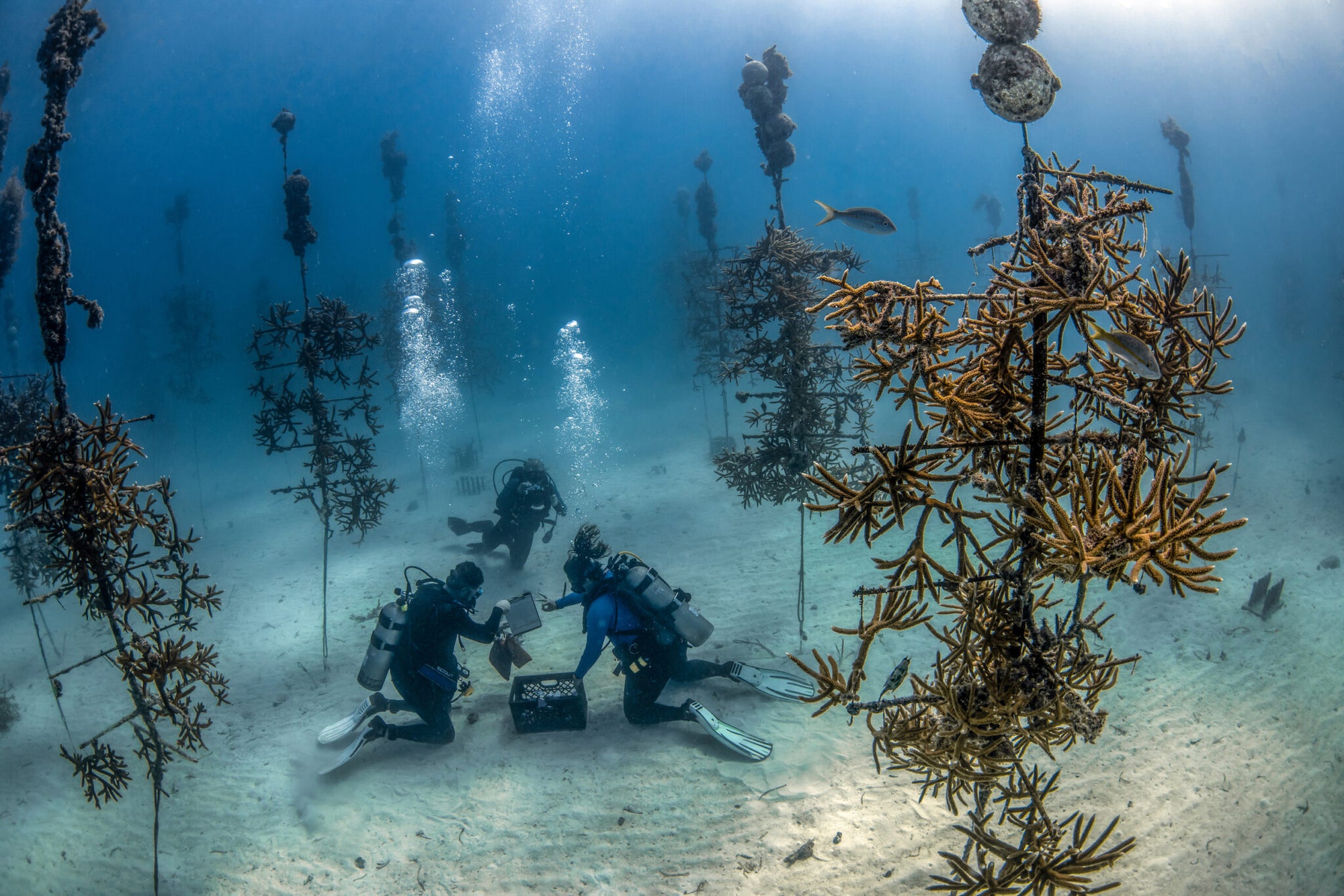 CORAL_RESTORATION
