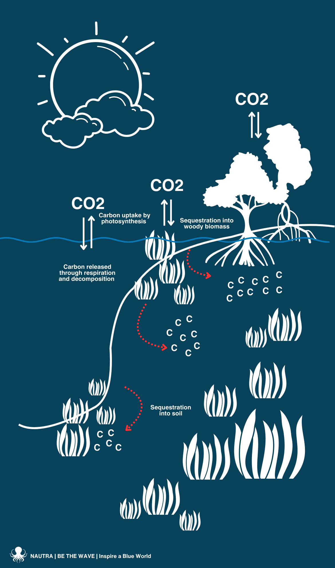 Carbon_Cycle_infographic