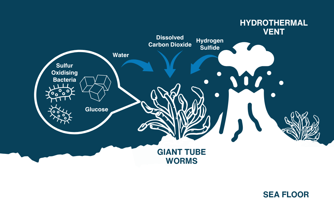 Chemosynthesis infographic