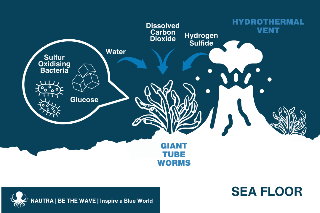 Chemosynthesis_infographic