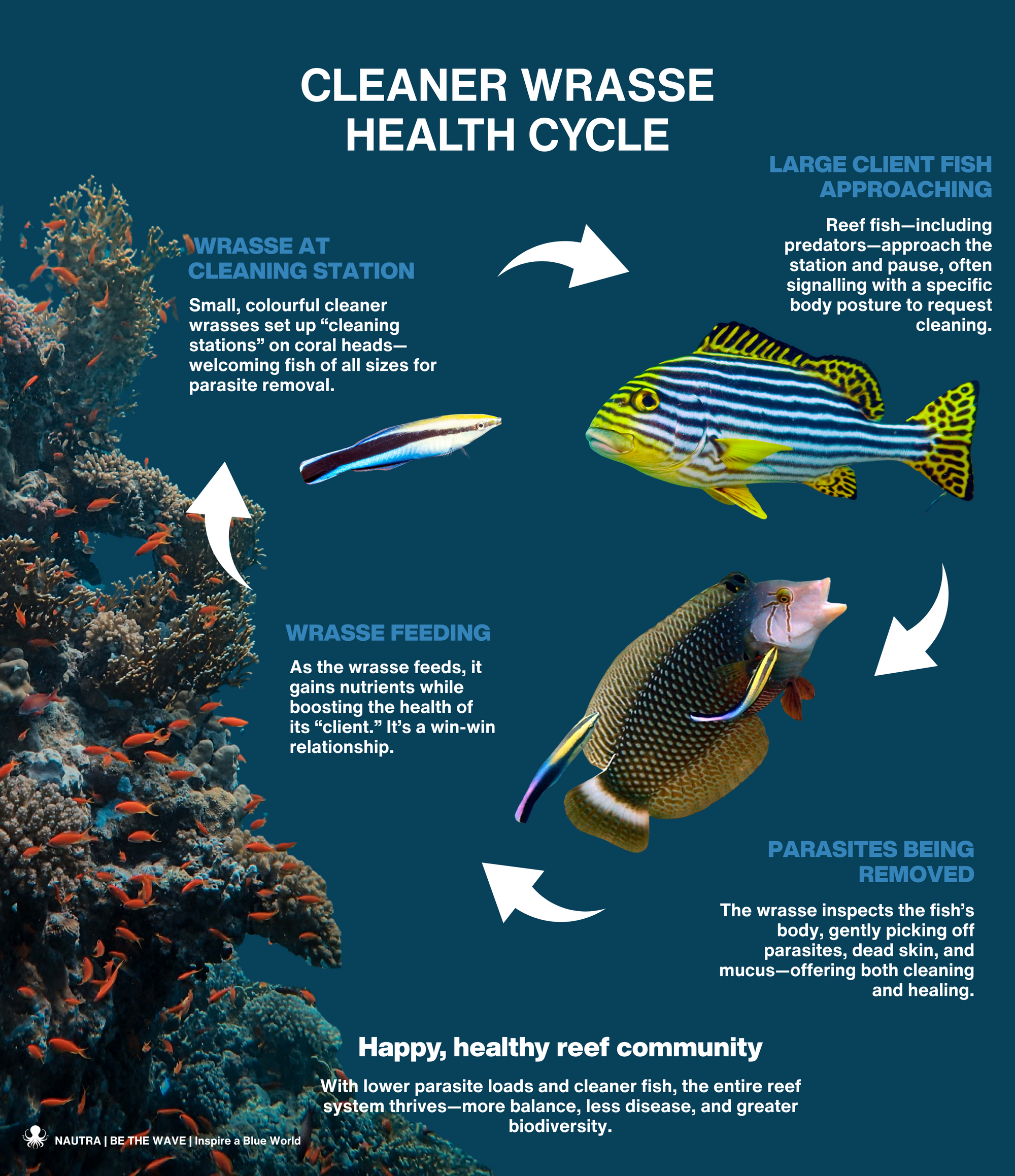 Cleaner_Wrasse_Health_Cycle_infographic