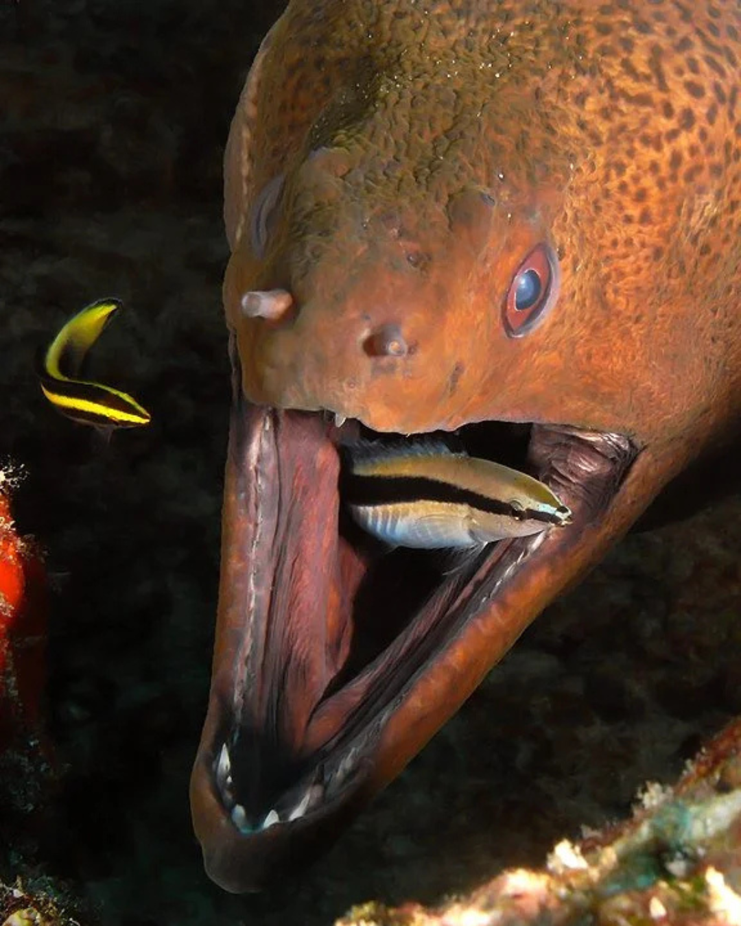 Cleaner_wrasse_in_eels_mouth