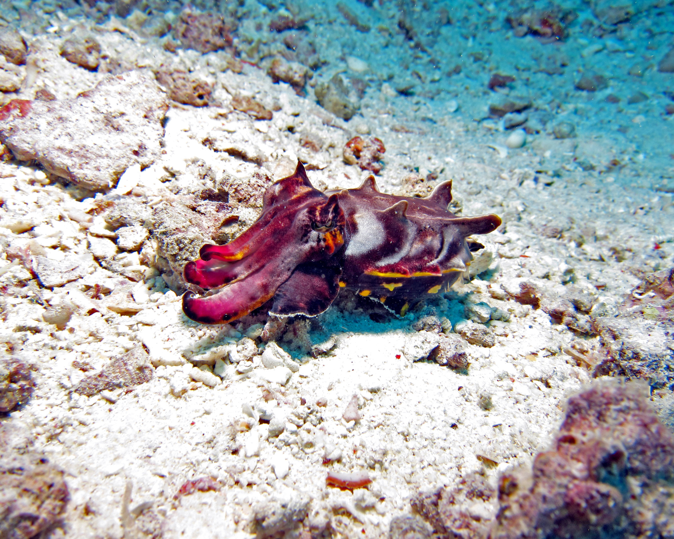 Flamboyant_Cuttlefish