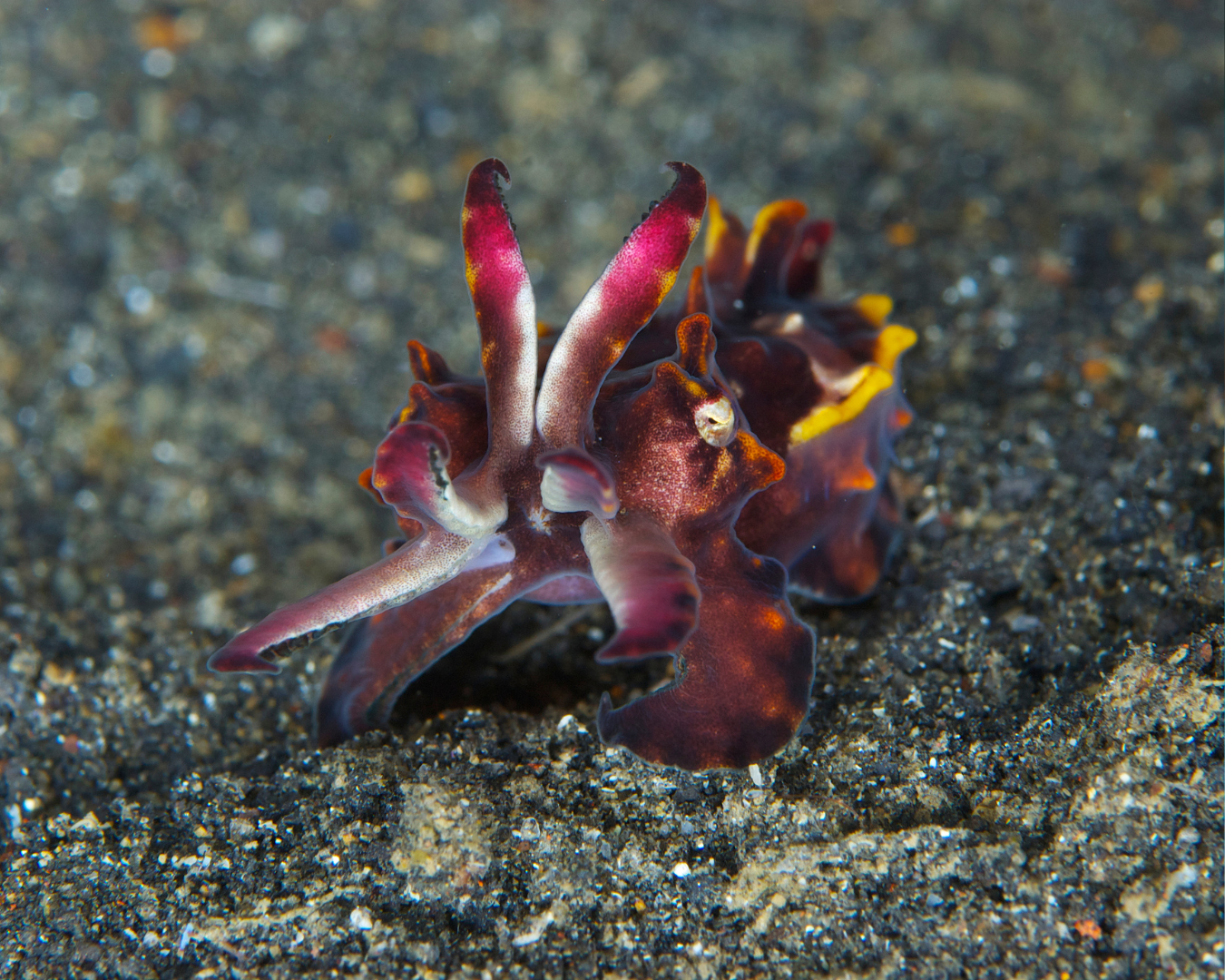 Flamboyant Cuttlefish