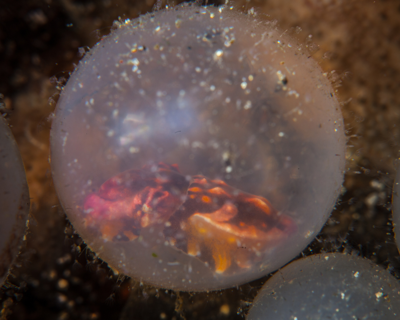 Flamboyant_Cuttlefish_eggs