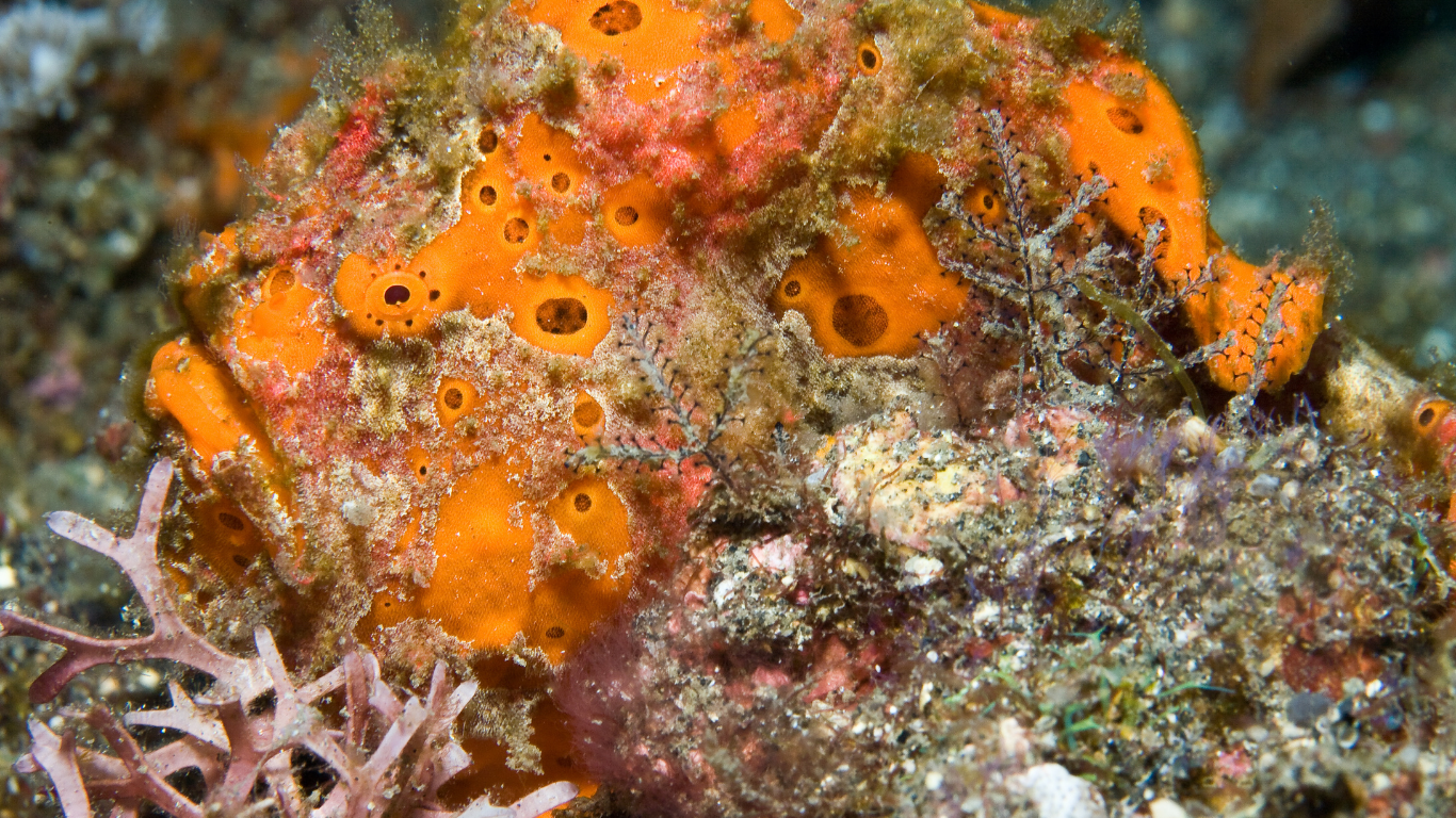frogfish