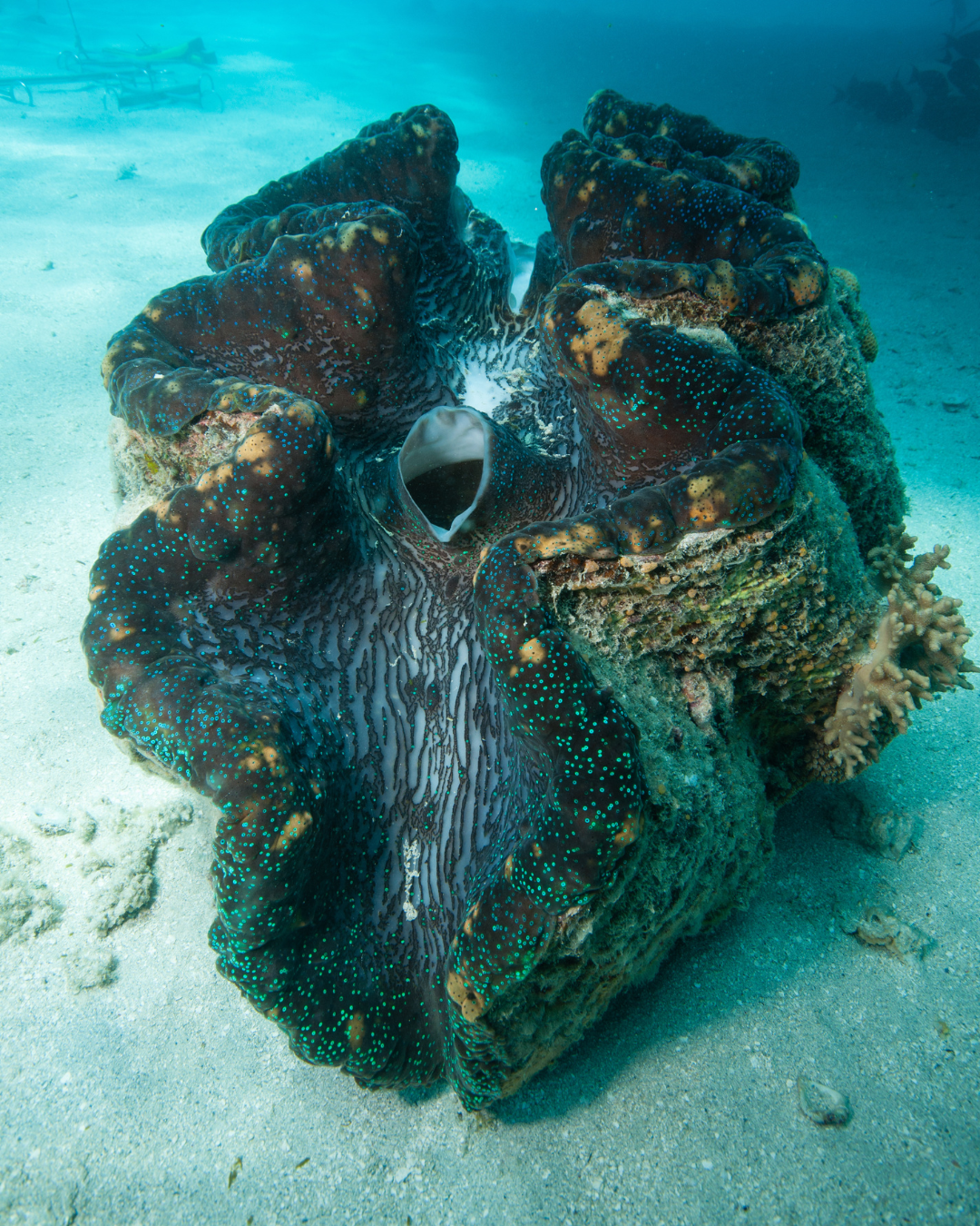 Giant Clam