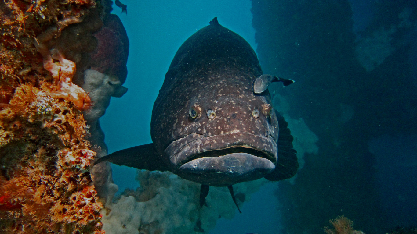 Giant_Groupa_