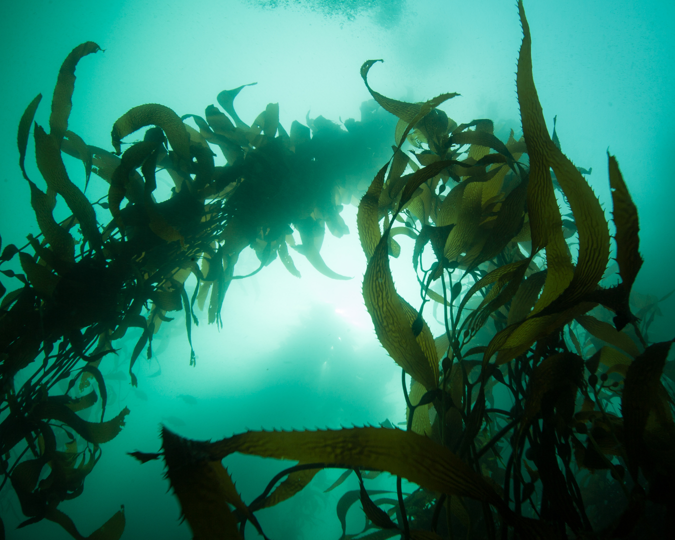 sea kelp forest