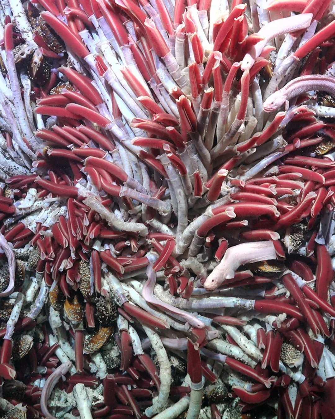 Giant_Tube_Worms close up
