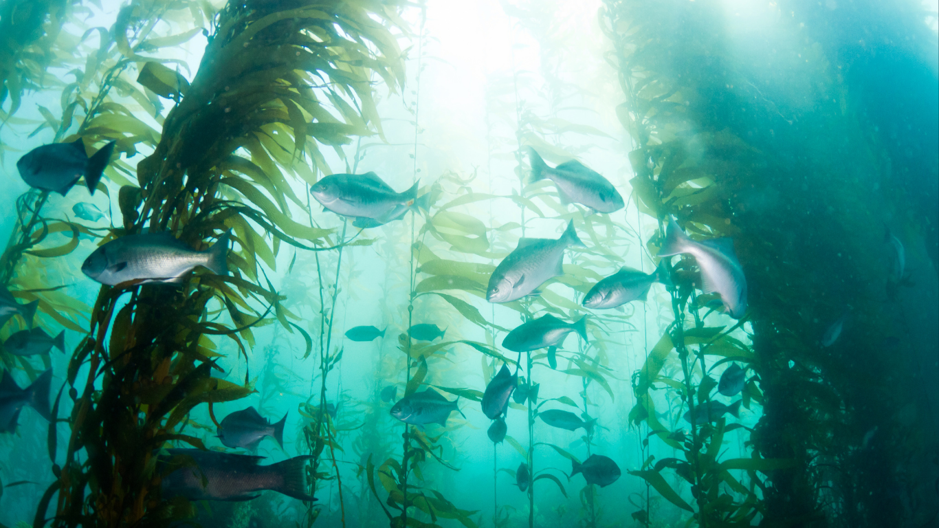 Giant_kelp