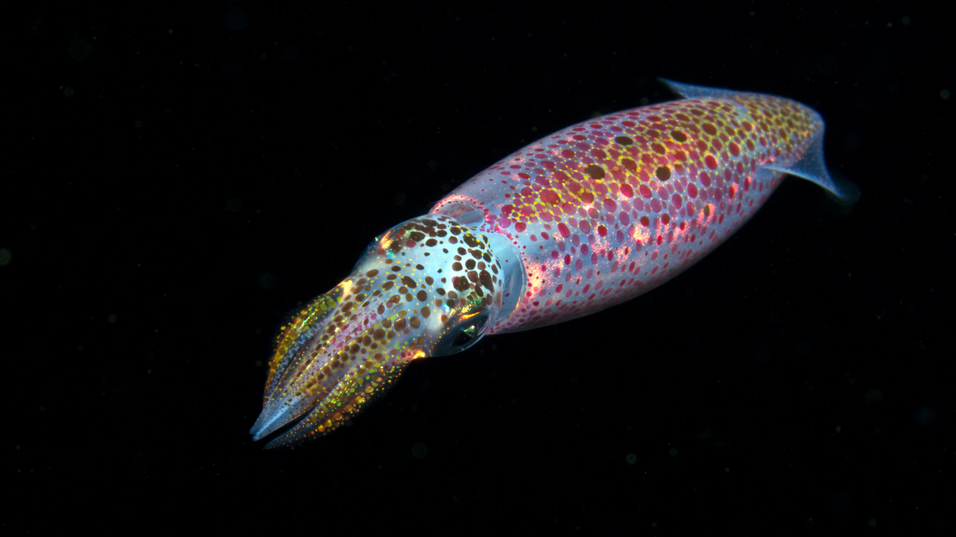 Glowing_squid