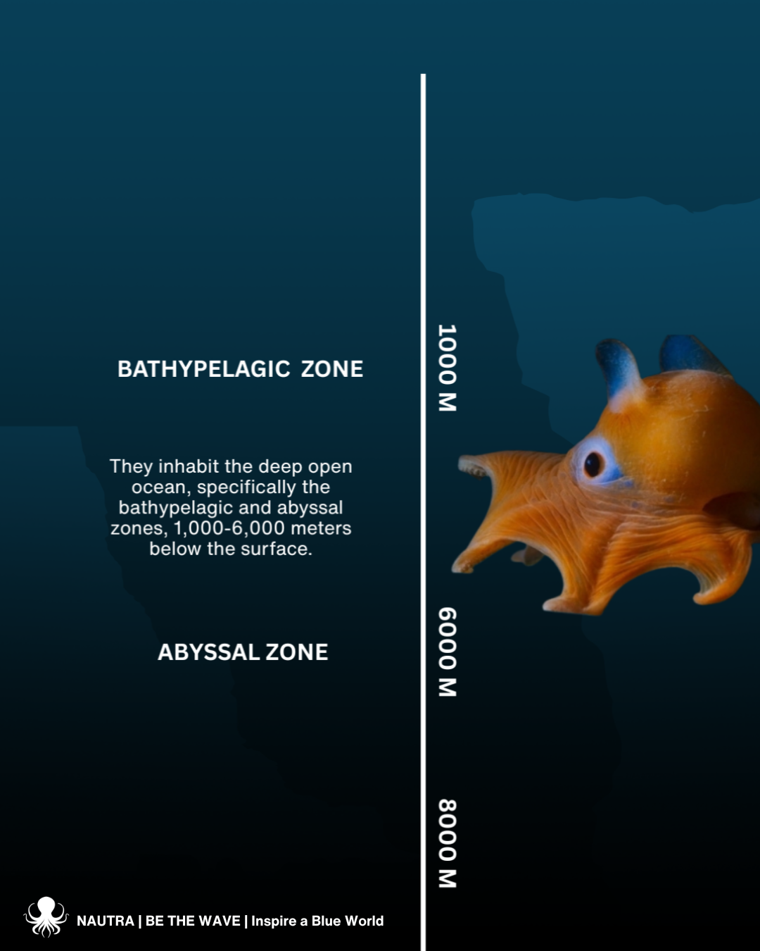 Habitat_Dumbo_Octopus_Deep_sea