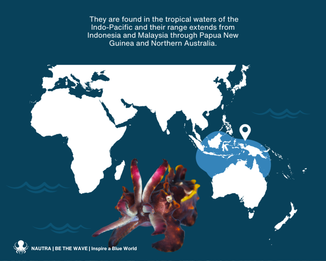 Habitat_Flamboyant_cuttlefish_Metasepia_pfefferi