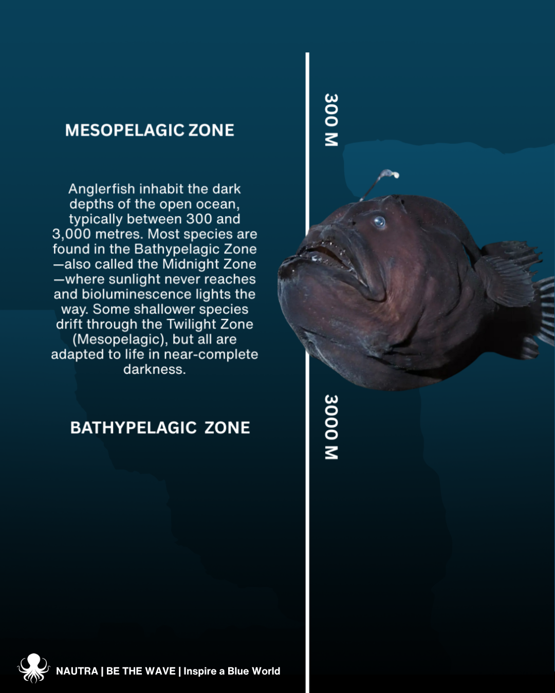 Habitat_anglerfish_Lophiiformes__Deep_sea