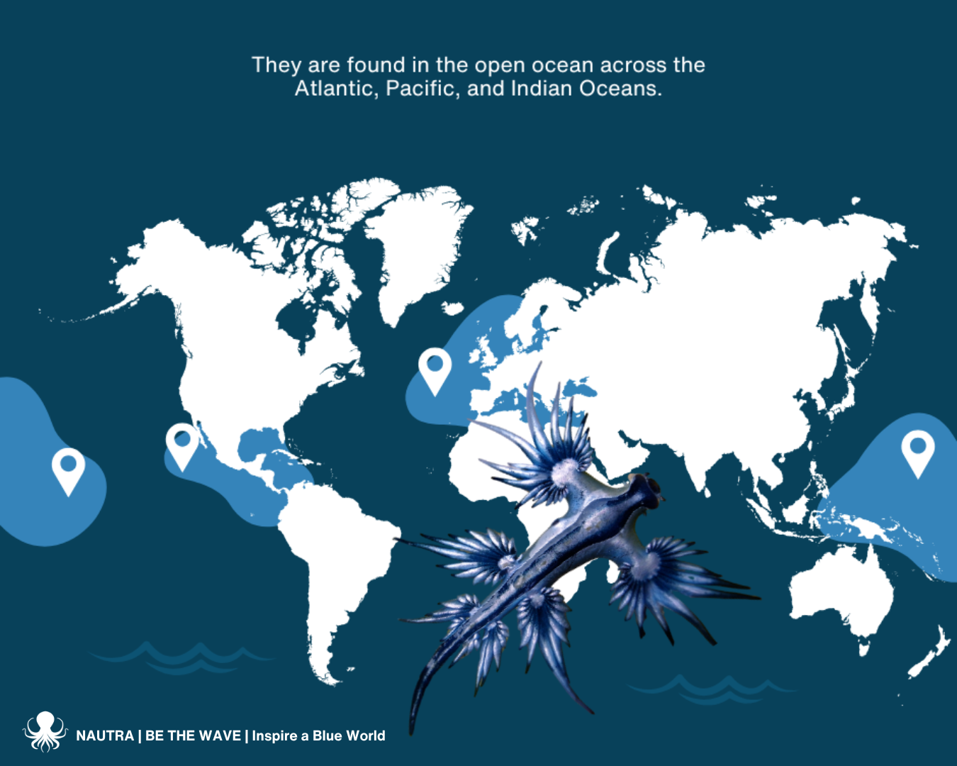 Habitat_blue_dragon_Glaucus_atlanticus