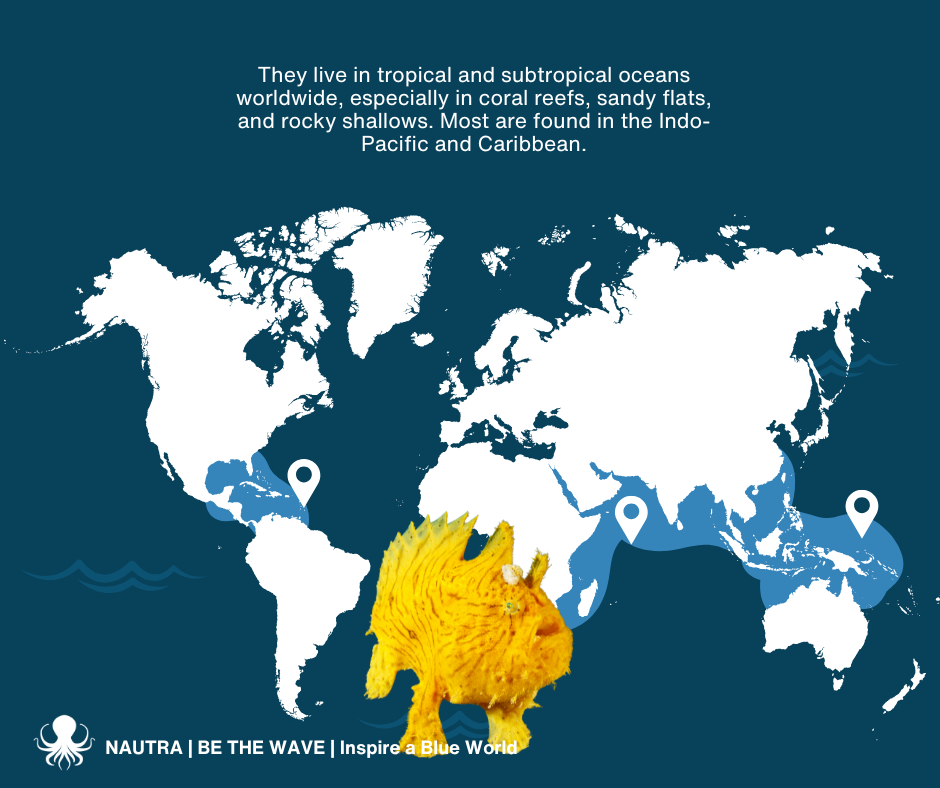 Habitat_frogfish_Antennariidae_family_of_species_2