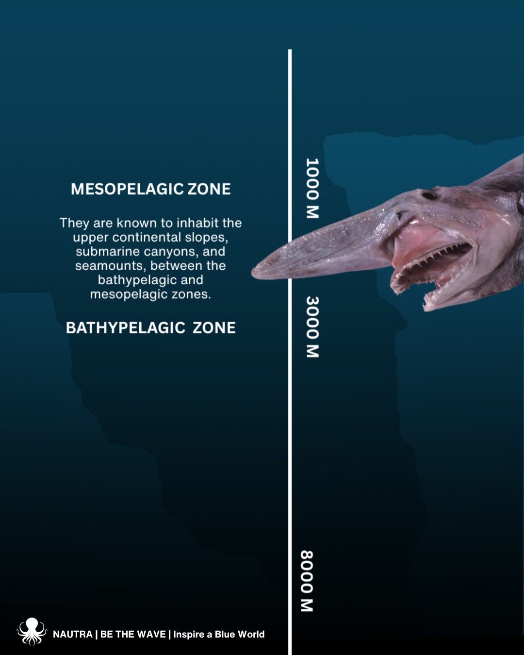 Habitat_goblin_shark_Mitsukurina_owstoni__Deep_sea_1