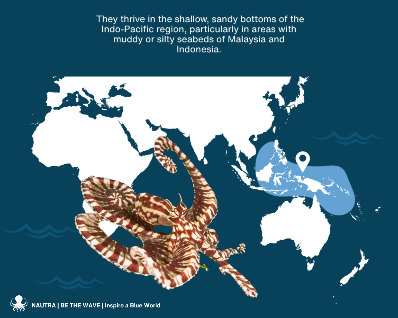 Habitat_mimic_octopus_Thaumoctopus_mimicus_1