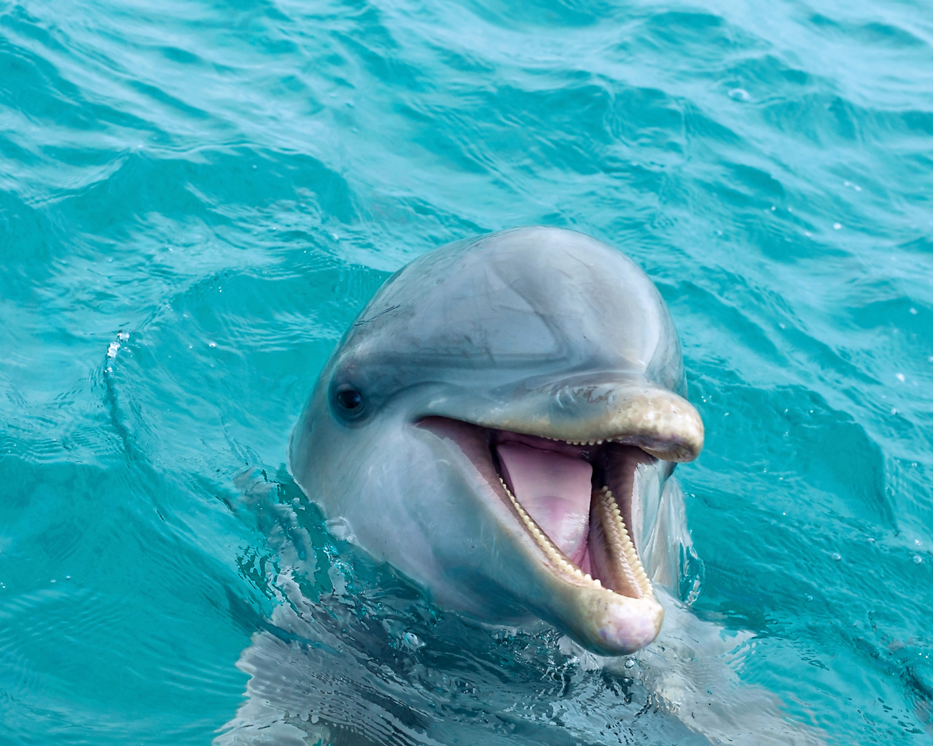 Happy_dolphin