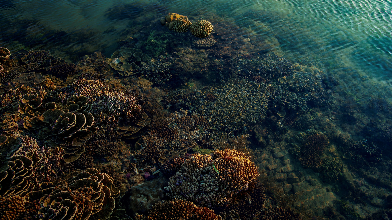 Coral reed aerial view.