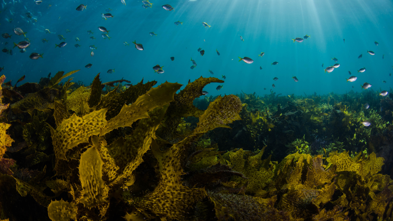 Kelp forest with fish