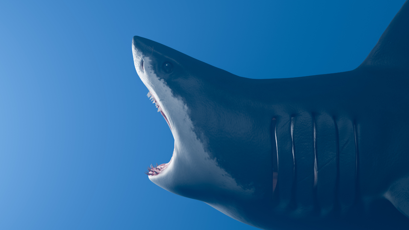 Great white shark with mouth open.