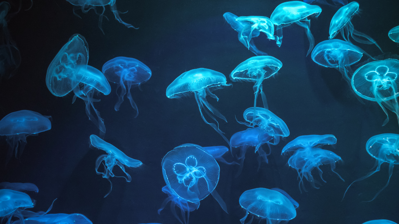 Bioluminescence blue jellyfish
