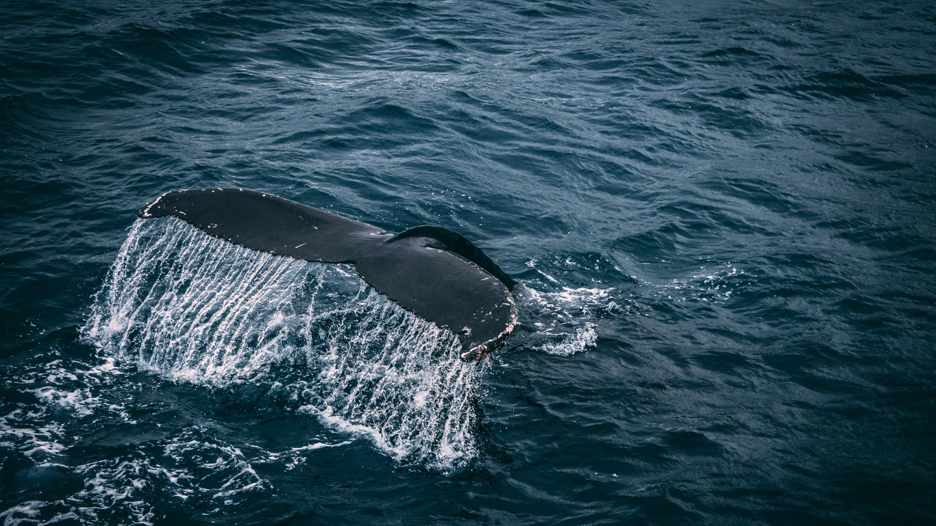 Minke Whale Tail