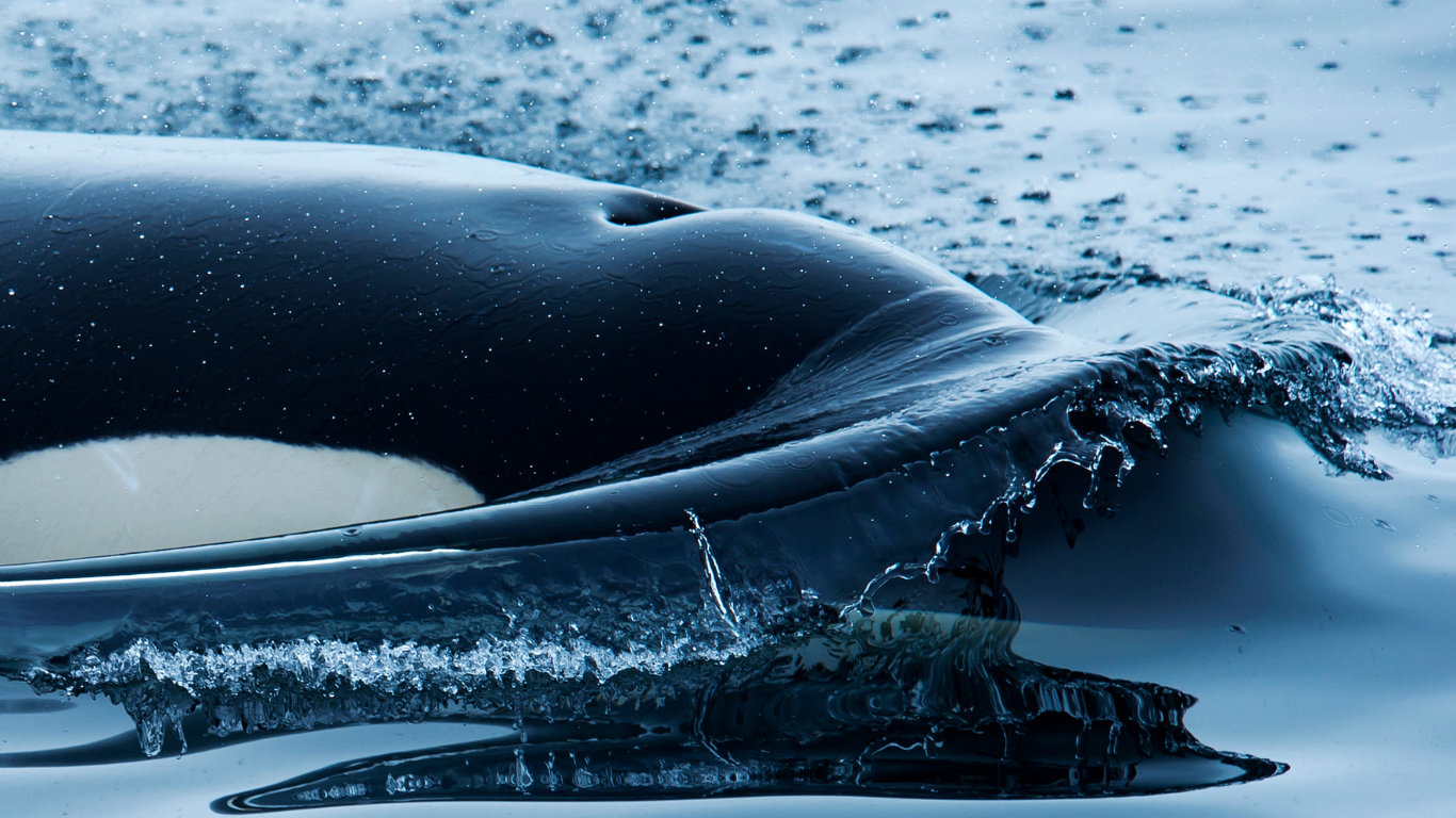 Killer whale orca gliding through the water as it breaches it.