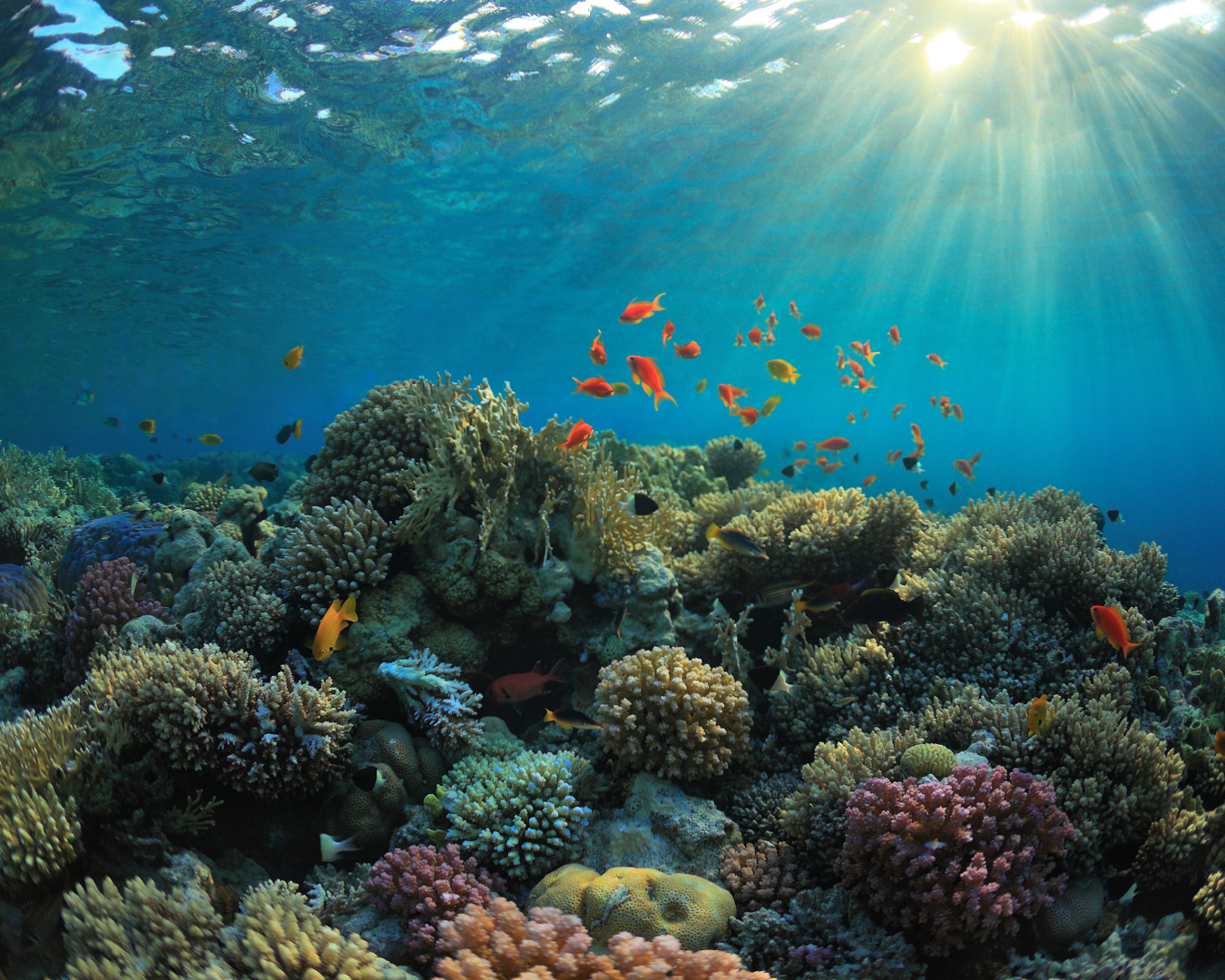 Vital coral reef