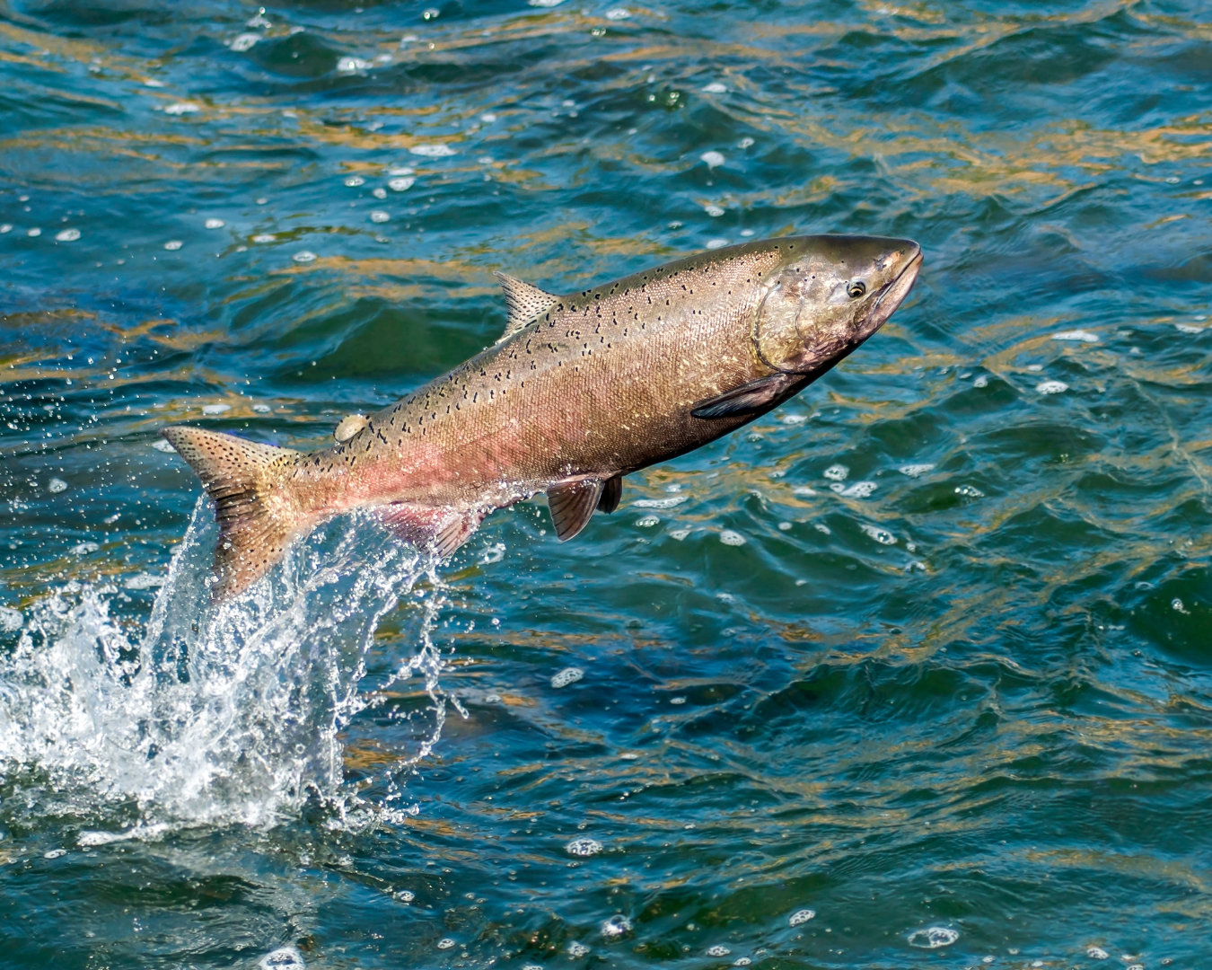 salmon leaping out of the water.