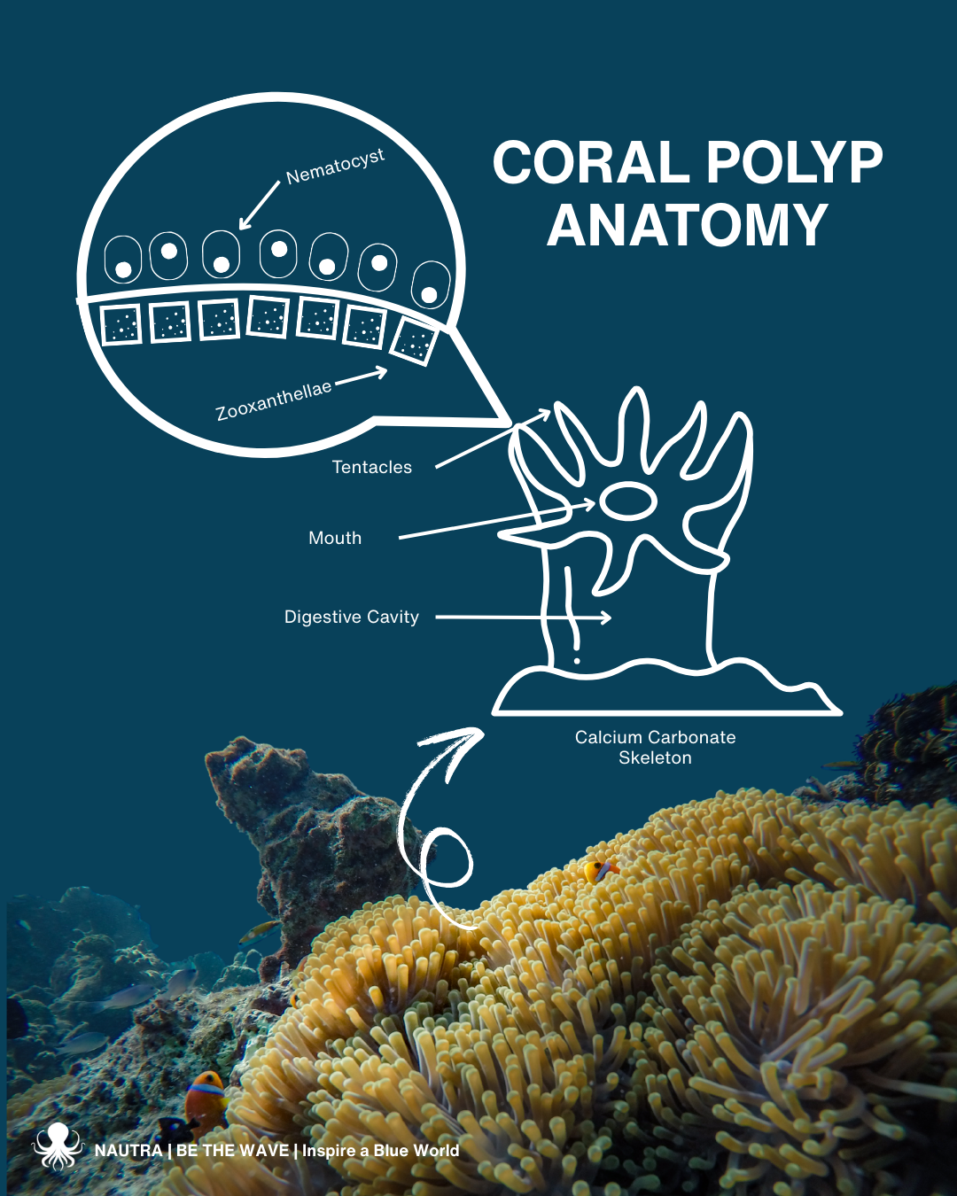 Coral Polyp Anatomy