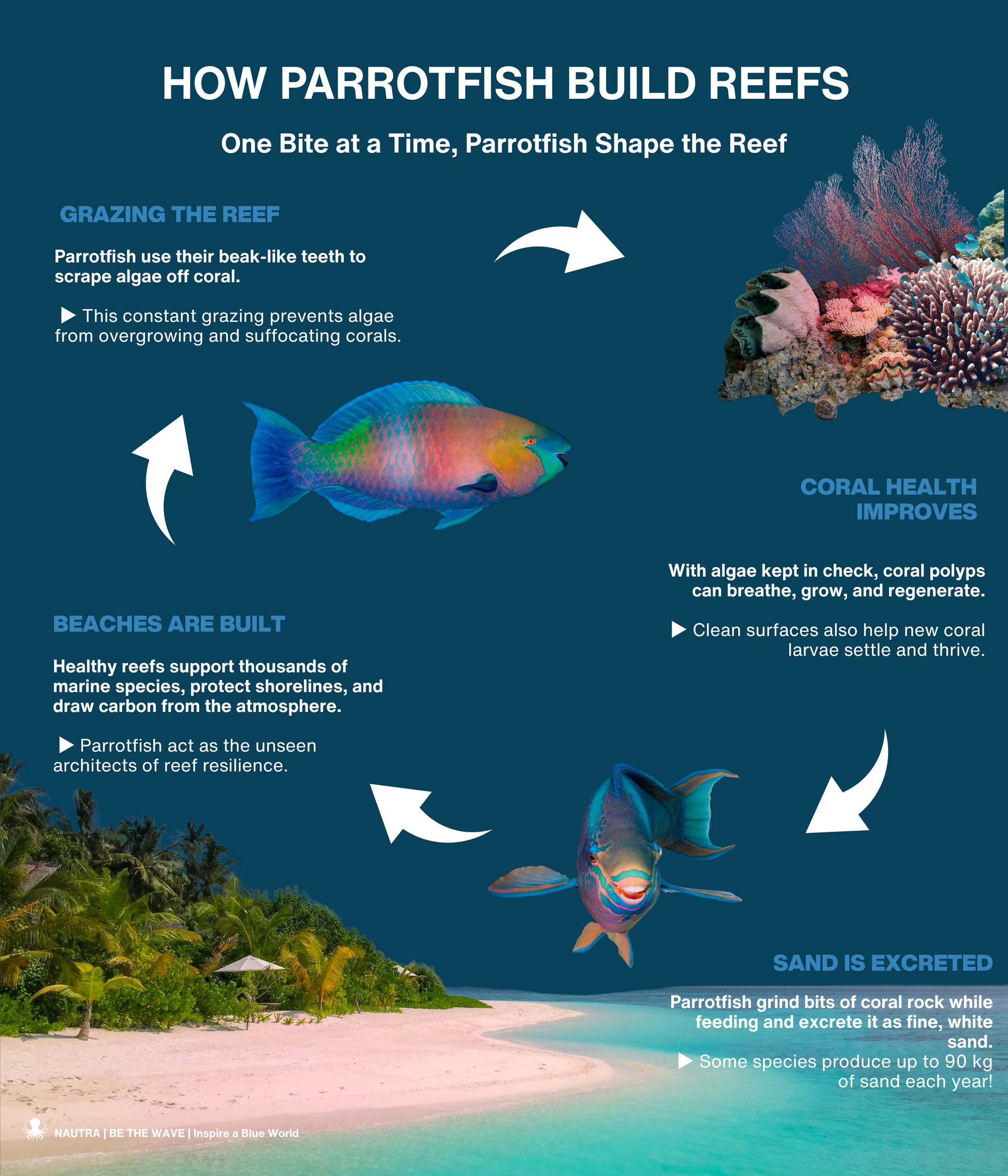 How_Parrotfish_Build_Reefs_infographic