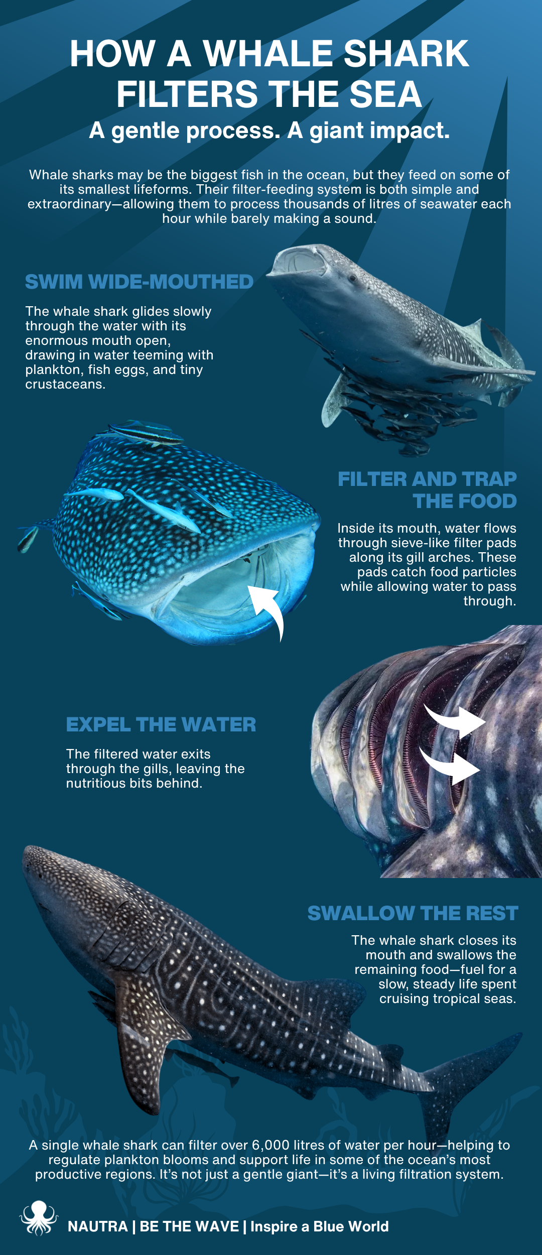 How_a_whale_shark_filters_the_sea_infographic_1