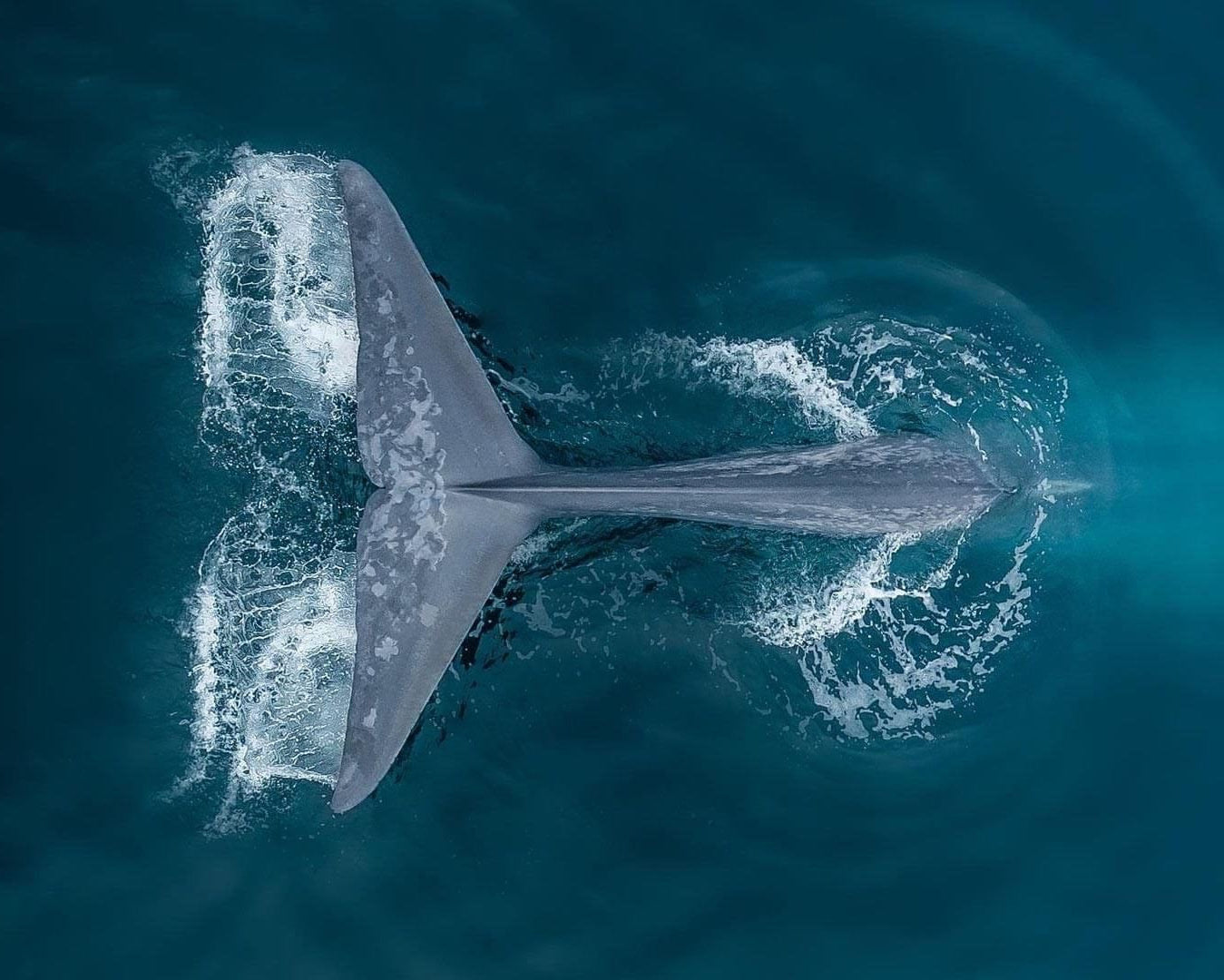 whale tail breaching the water