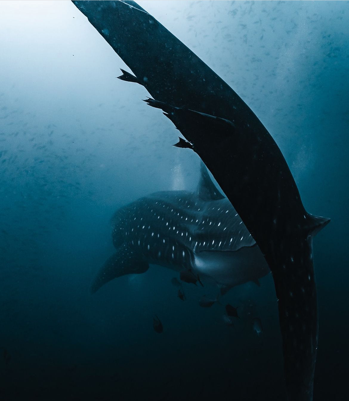 whale shark tail