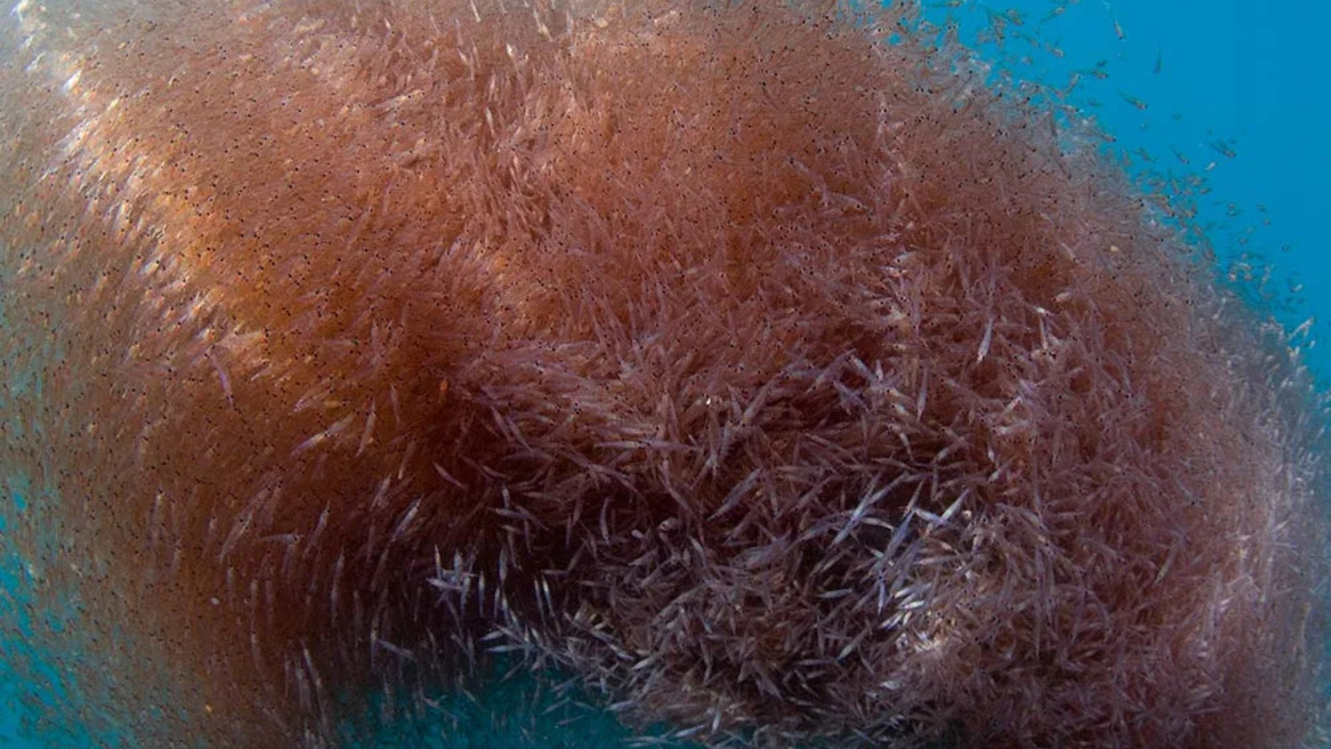 krill