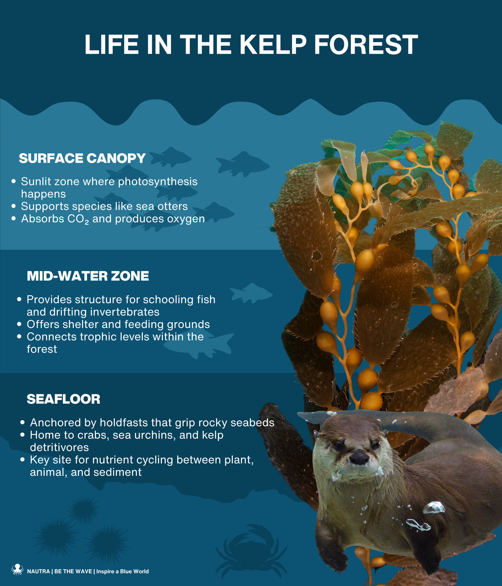 Life_in_the_kelp_forest_infographic